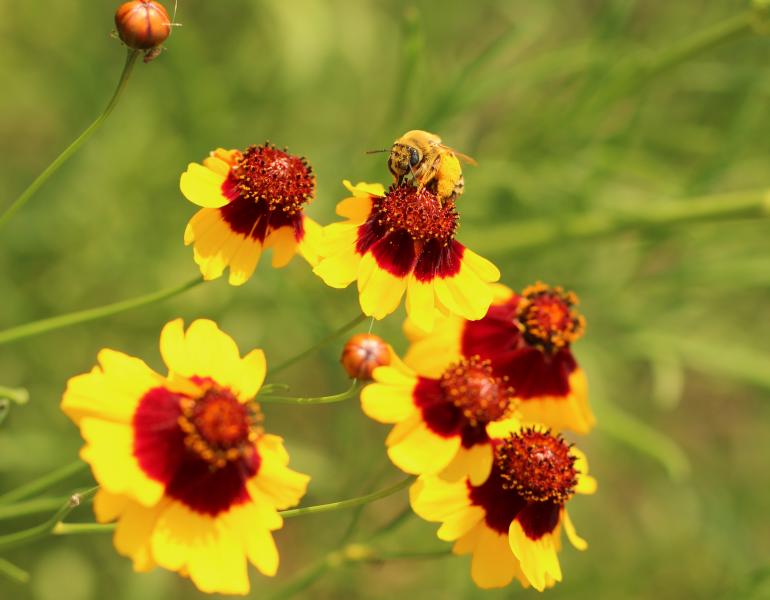 Long-horned bee collecting pollen from a bright yellow and red plains coreopsis.