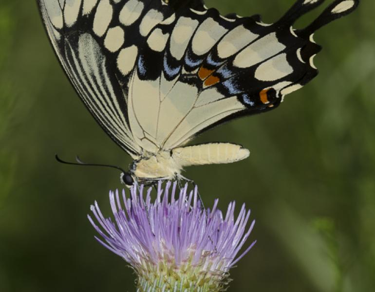 A large creamy-yellow-and-black butterfly rests atop a pale purple flower.