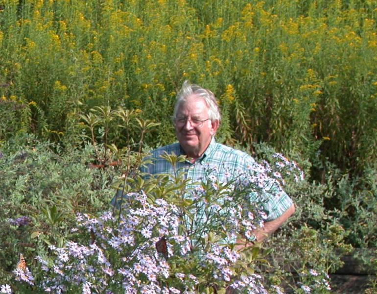 A man stands among flowering shrubs that nearly dwarf and obscure him, and that are filled with nectaring monarchs!
