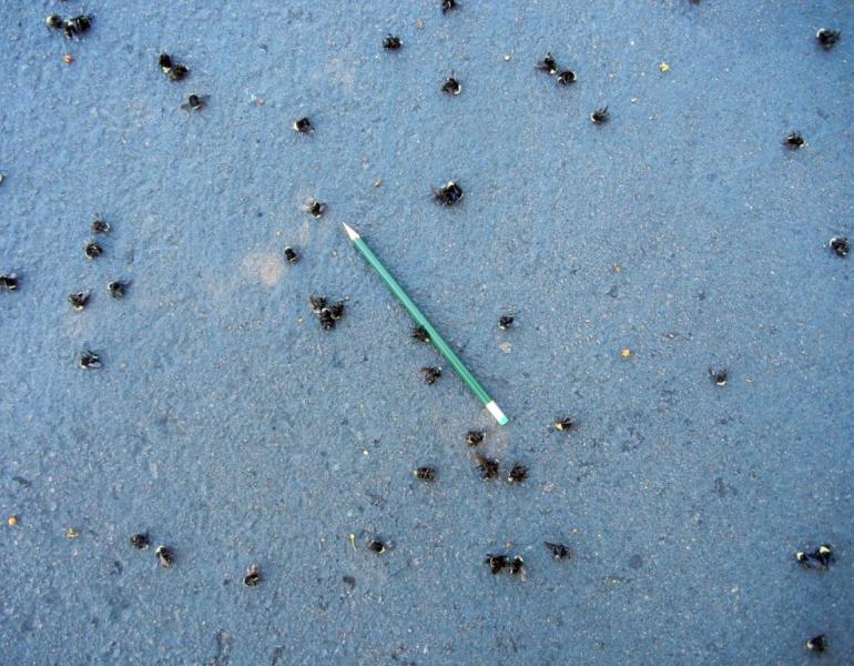 Dead bees lay scattered on asphalt. A pencil is laid alongside them to help with estimates.