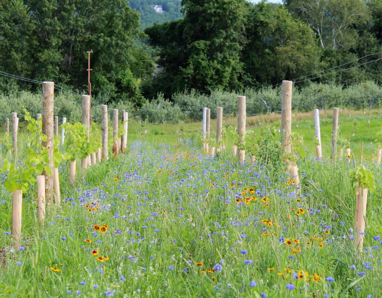 Colorful blooms of blue, red, and yellow blanket the rows between newly-planted saplings.