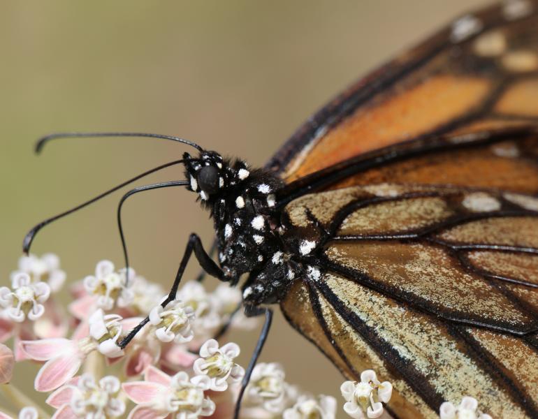 In this close-up photo, a monarch perches atop a cluster of small, white and pink flowers. The image is so detailed, you can see the eye of the monarch, and the scales on its wings.
