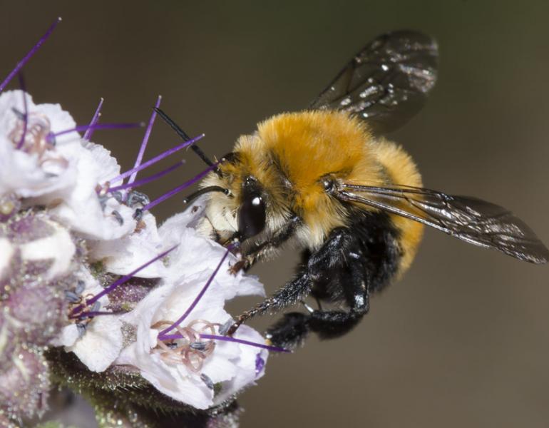 A fuzzy, round-bodied, orange bee perches on a pale purple flower.
