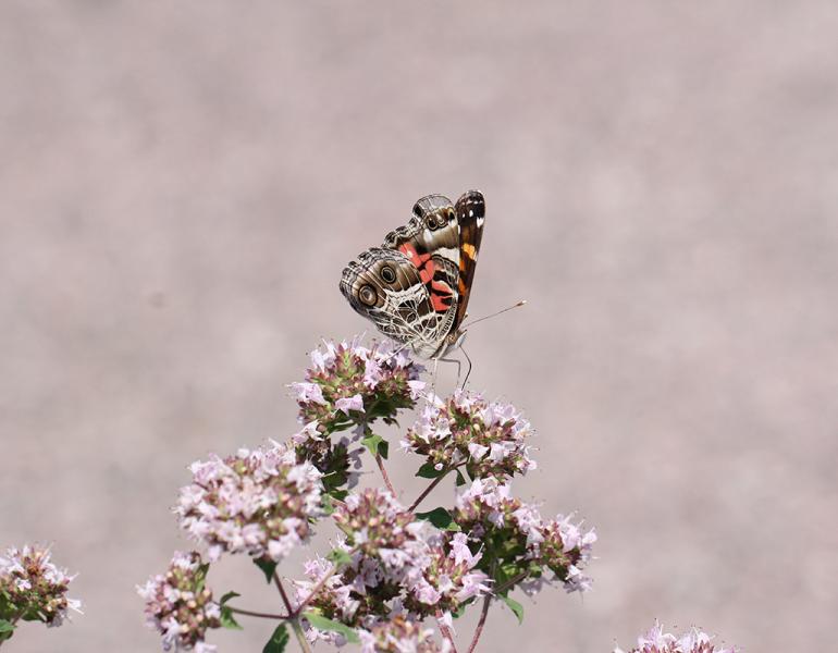American lady butterfly on a cluster of flower, photographed by Pat