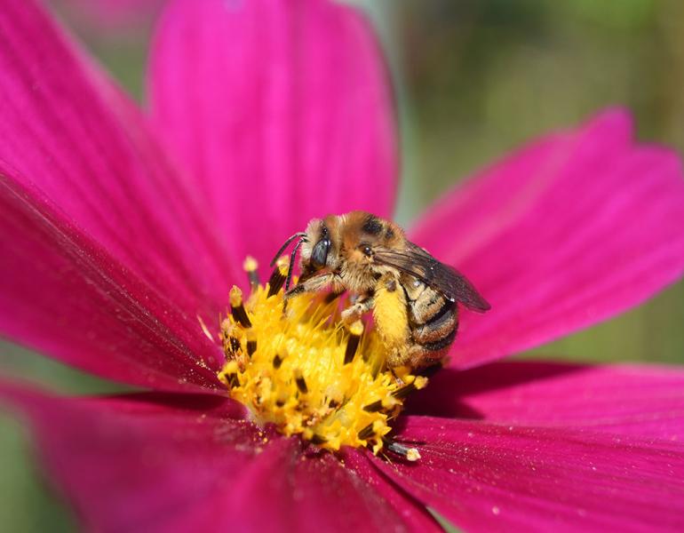 long-horned bee on cosmo flower