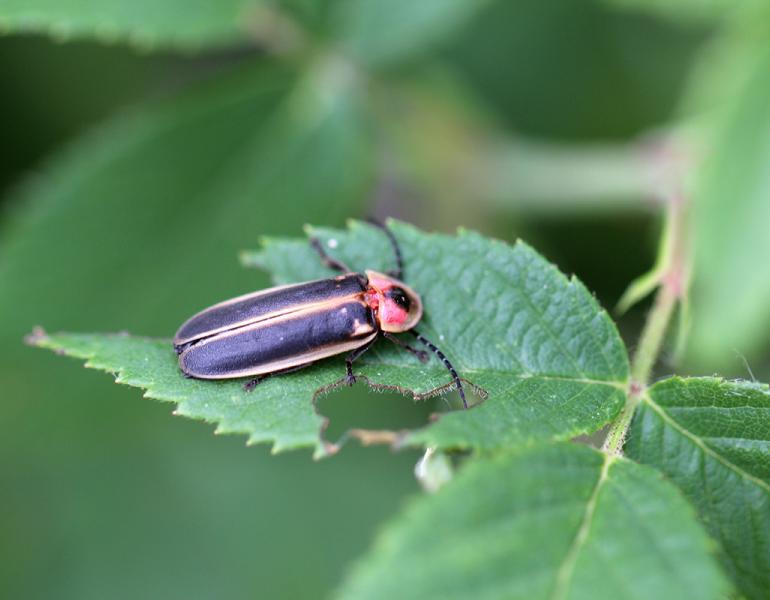 Firefly in a backyard