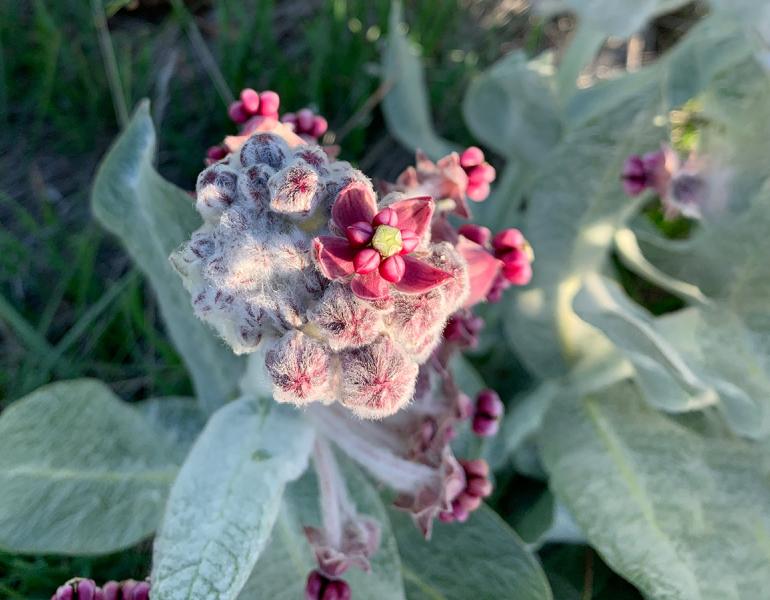 California milkweed plant