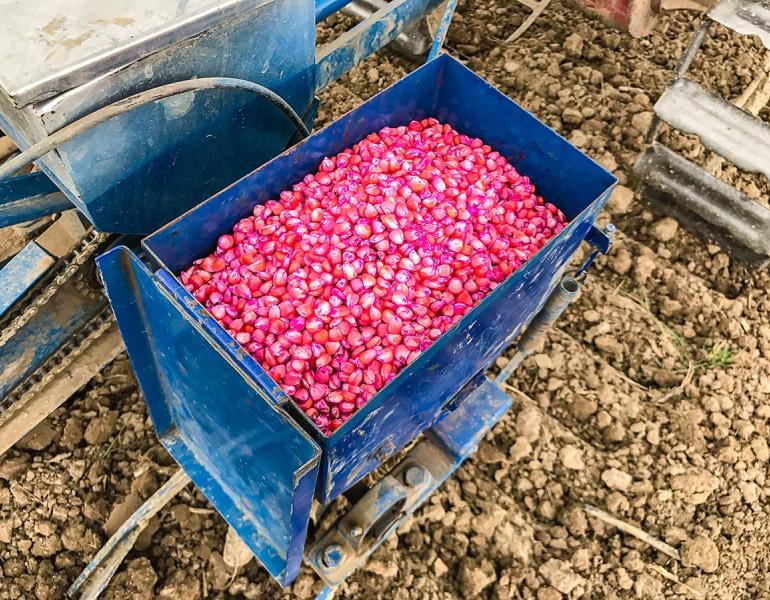 Corn seeds coated with pink systemic insecticides 