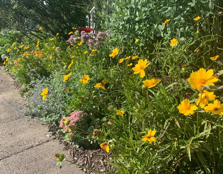 Several flowering perennial plants along the edge of a sidewalk. 