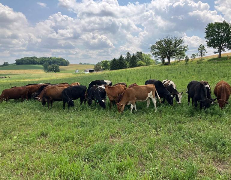 Several cows grazing in a field. Instead of introduced grasses, this field is full of native prairie plants