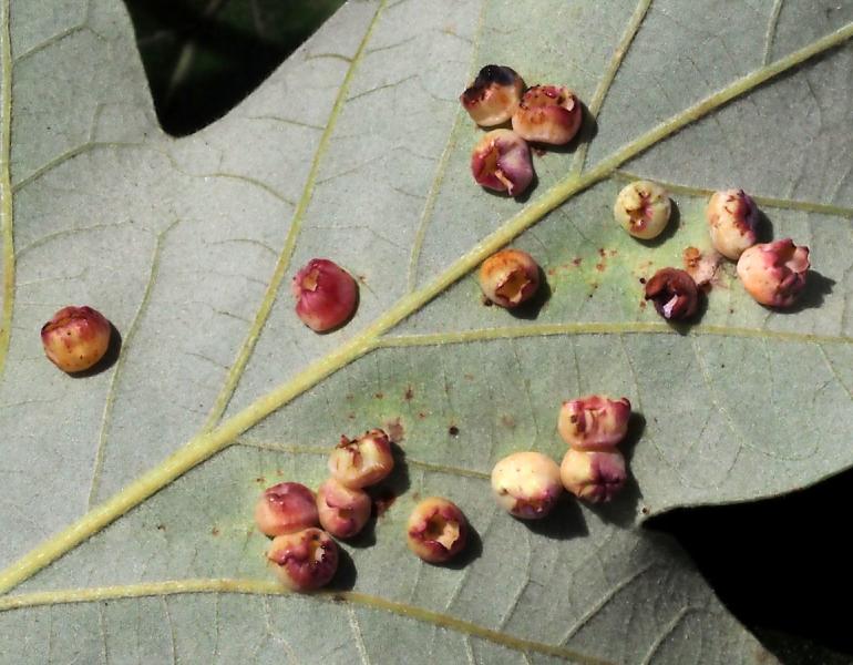 The underside of a leaf with several round growths that are a splotchy red in color.
