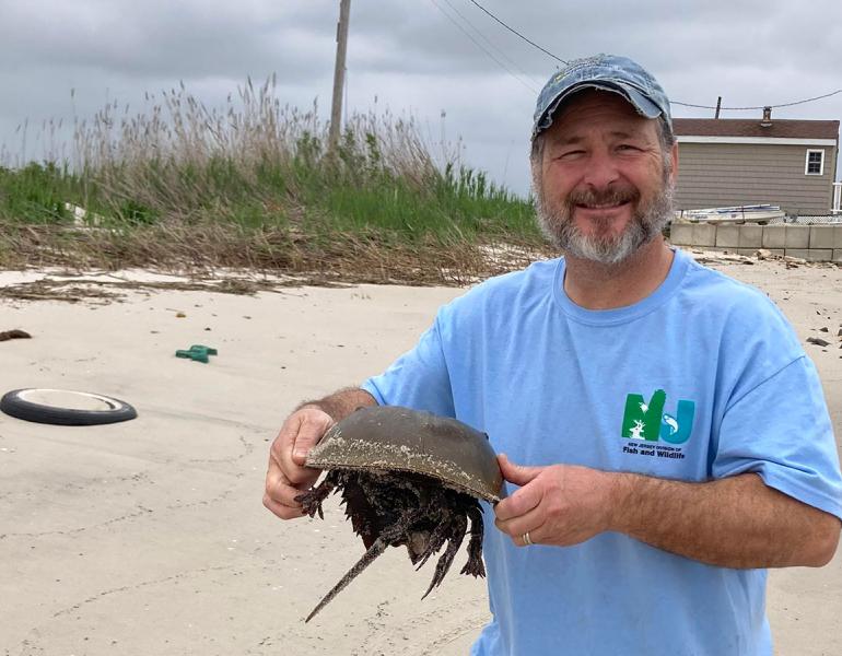 Ron Smith, a middle aged white man with a graying beard and a friendly smile, gently carrying a horseshoe crab along a beach. He is wearing bright blue tee shirt with the logo of the NJ Fish and Wildlife department.