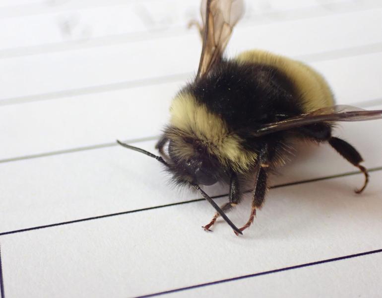 Up close with a yellow-banded bumble bee sitting on a sheet of lined paper.  Small details are visible, like the little hooks on its toes that it uses to hold on to things.