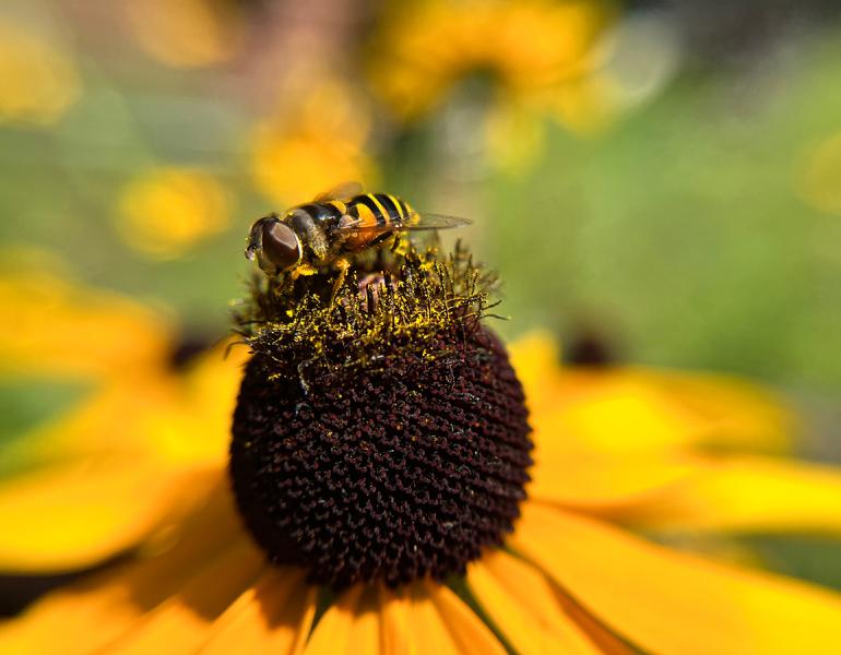 A photo of a flower fly, looking quite like a bee itself, pollinating a Black-Eyed Susan flower.
