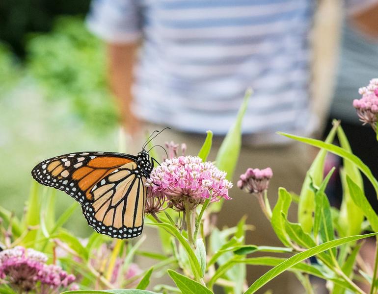 A monarch butterfly feeding on the nectar of a milkweed flower.