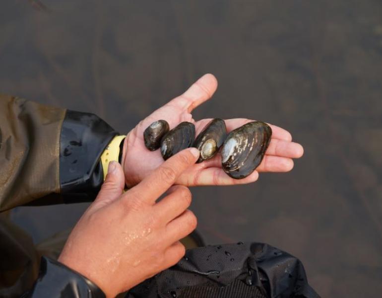 A scientist holding four freshwater mussels