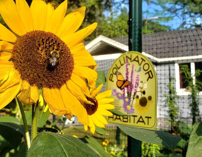 A bumblebee visiting a sunflower in a backyard pollinator garden.
