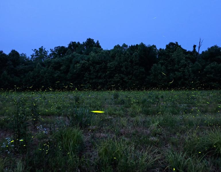 Many firefly flashes light up a field in Indiana.