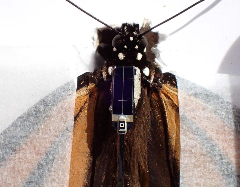 A close up of a monarch butterfly that has just had a radio transmitter attached to it. The monarch is gently held in place with transparent paper, and the tiny solar panel of the transmitter is across the top of its thorax.