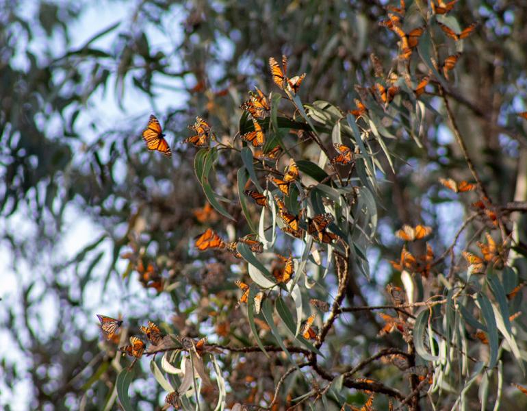 Many monarch butterflies landing on the branches of a tree at an overwintering site.