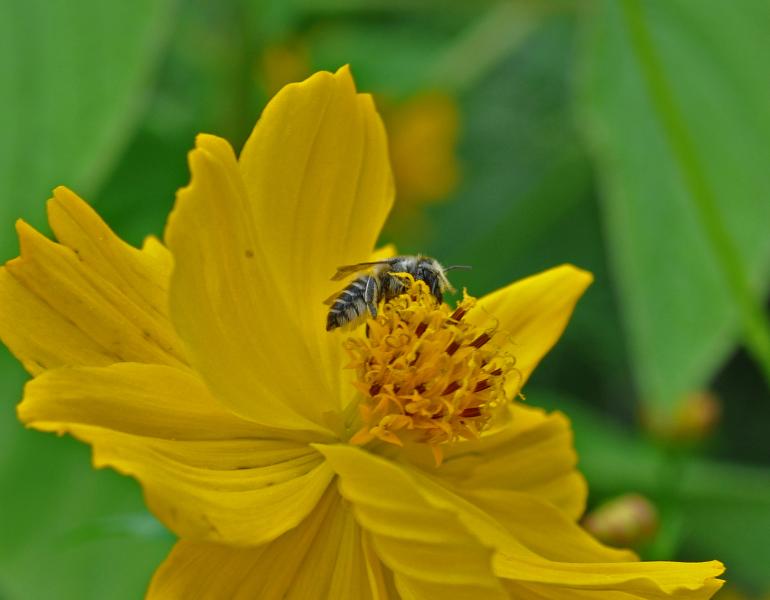 A small, dark-colored bee gathers nectar from the middle of a yellow flower