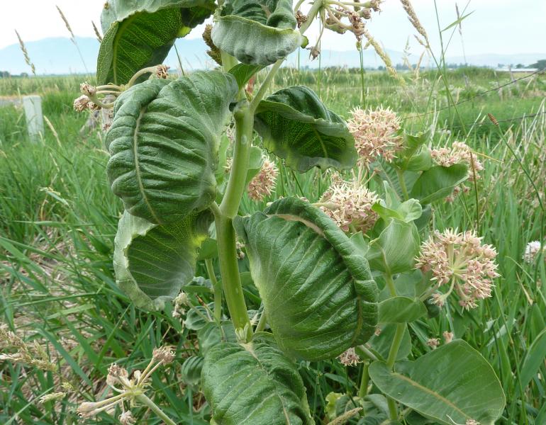 The green leaves of this milkweed plant are badly curled and distorted due to contamination by the herbicide dicamba