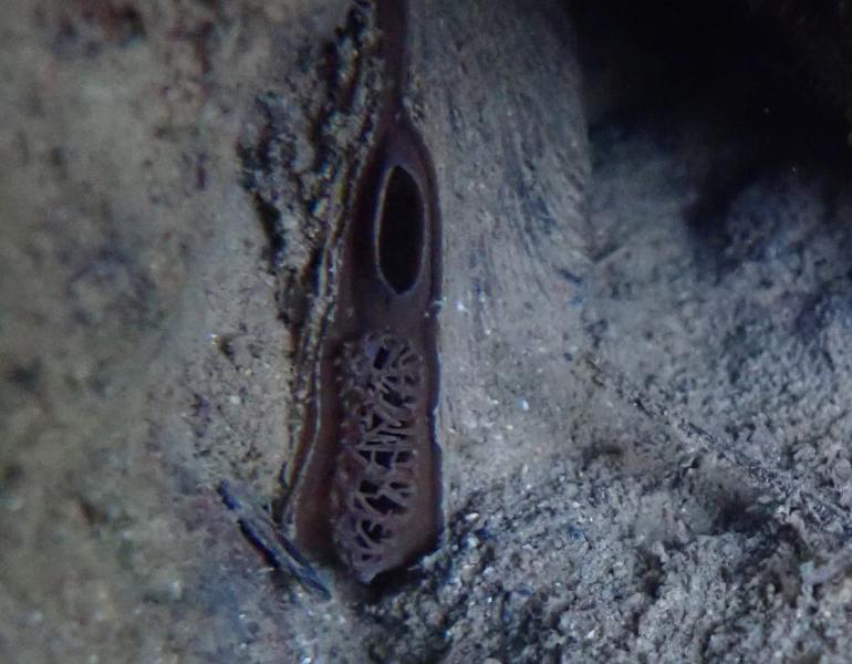 A freshwater mussel tucked between rocks. The mussel is slightly open, showing the mass of fingerlike projections that cover the hole where it sucks in river water.