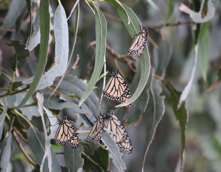 A handful of monarch butterflies with wings closed rest on the long gray-green leaves of eucalyptus