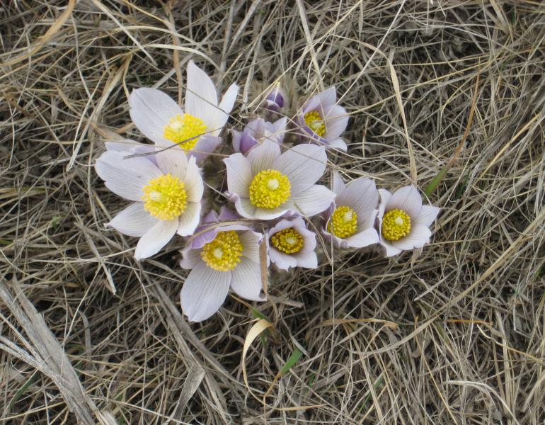 Pink blooms of prairie crocus contrast against the brown grass
