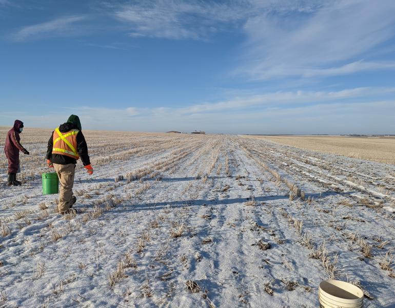 Well wrapped against the winter weather, two people walk across a snow-covered field of stubble scattering wildflower seed