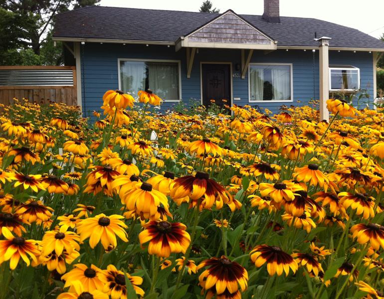 A mass of yellow coneflowers fill the front garden of this house. The color contrasts with the blue walls.