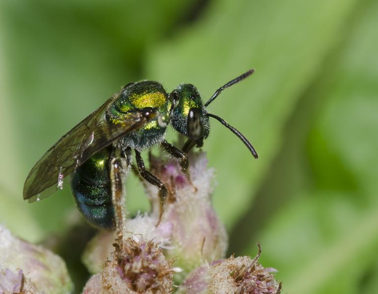 Metallic green sweat bee drinking nectar from a pink flower. The bee is glittering with gold in the sunshine.