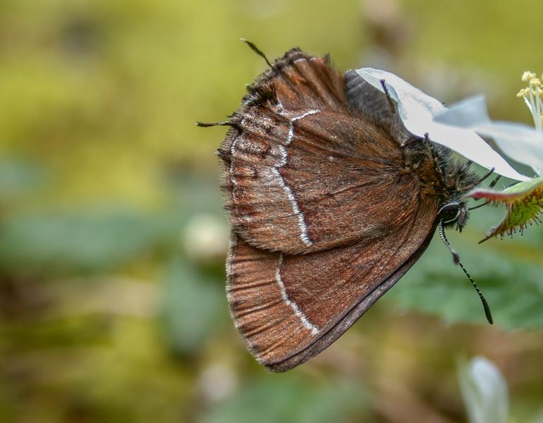 A brown butterfly hangs upside down with its wings closed as it sips nectar from a white flower. 