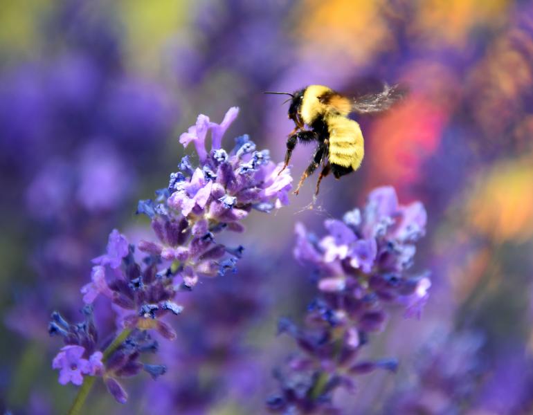 A fuzzy, primarily yellow, bee flies towards a purple sprig of flowers. The bee and the flowers are in sharp focus. The background, made up of purples and reds, is blurred.