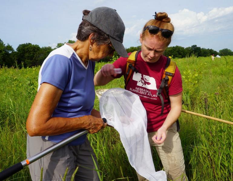Two women look into an insect net to see whether they have captured a bumble bee. The net has a long white bag. The woman on the left is older, with brown hair tucked under a grey hat. Her t-shirt is purple and white. The other women is younger and has red-blonde hair pulled back into a bun. She wears a red t-shirt with the words Nebraska Bumble Bee Atlas.