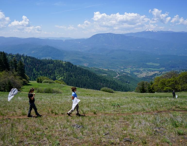 Amid a mountainous, meadow-strewn landscape, three people holding butterfly nets walk along a narrow, dirt trail.
