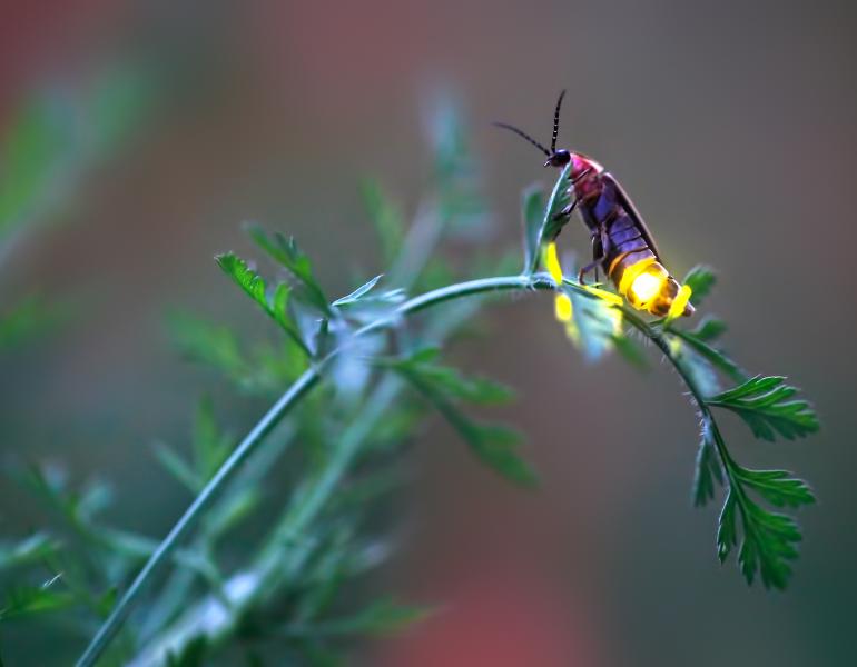 A female firefly flashes from her perch on the tip of a curving twig