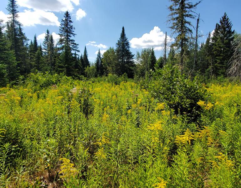 A landscape with a mass of yellow-flowered goldenrod in the foreground with dark green conifer forest behind