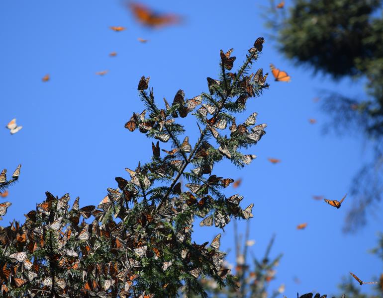 Orange-and-black monarch butterflies cling to the green branches of tress and fly in the blue sky 