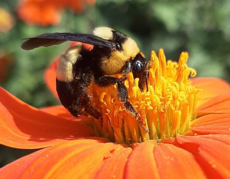 Southern plains bumble bee (Bombus fraternus) observation submitted to Bumble Bee Watch by a community scientist.