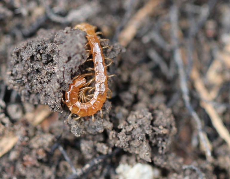 The long coiled body of a brown centipede shines against the dark soil