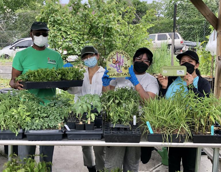 Four people stand behind a table laden with trays of small plants. They are holding plants and "pollinator habitat" signs ready for a day of hard work.