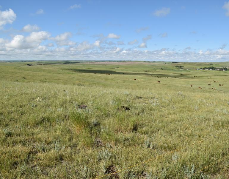Gently undulating rangeland stretches to the horizon. The silver-grey leaves of plants show between the green grass. In the distance a cluster of farm buildings sit in the shelter of trees. Brown and black cattle graze.