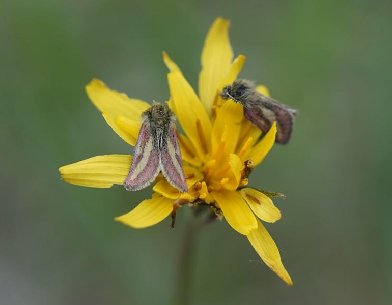 Two moths with pink and brown wings and very hairy, pale brown bodies drink nectar from a yellow flower