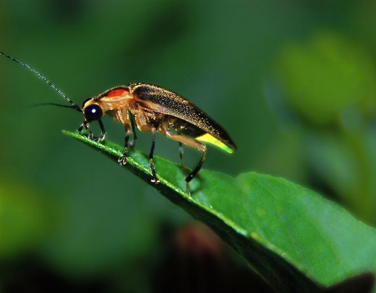 A close up of a firefly. The firefly is mostly black, with some red patches behind its head and pale brown edges to its shell. It is standing on a narrow green leaf as it flashes its green light.