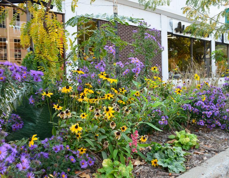 A flower bed beside a street in a downtown. The flowers include purple asters and yellow coneflowers. Behind are large mirrored glass windows of a store, which reflect the buildings opposite. 