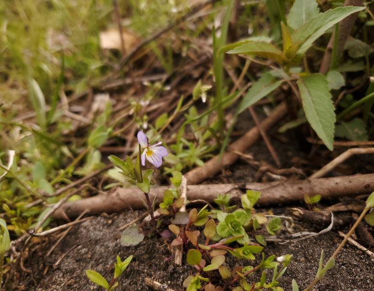 In the middle of the photo is the purple flower of a tiny wild pansy. The pansy is growing the decaying stems of bushes that were cut down.