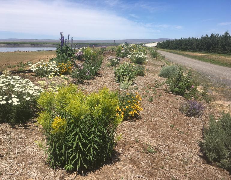 A photograph of a farm, looking along a recently planted hedgerow. The hedgerow has three rows of bushy plants that stretch into the distance. Many of the plants are in bloom, showing yellow, white, pink, and purple flowers. To the left is a pond, reflecting the blue sky. To the right is a gravel road and apple trees.