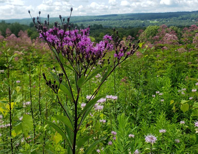 This photograph shows a flowering meadow on the edge of an orchard. The flowers include tall dark-purple flowers, lower growing pale-purple flowers, and darker pink blooms beyond. In the distance can be seen green forest covering gently sloping hills. The sky has white and pale gray clouds.