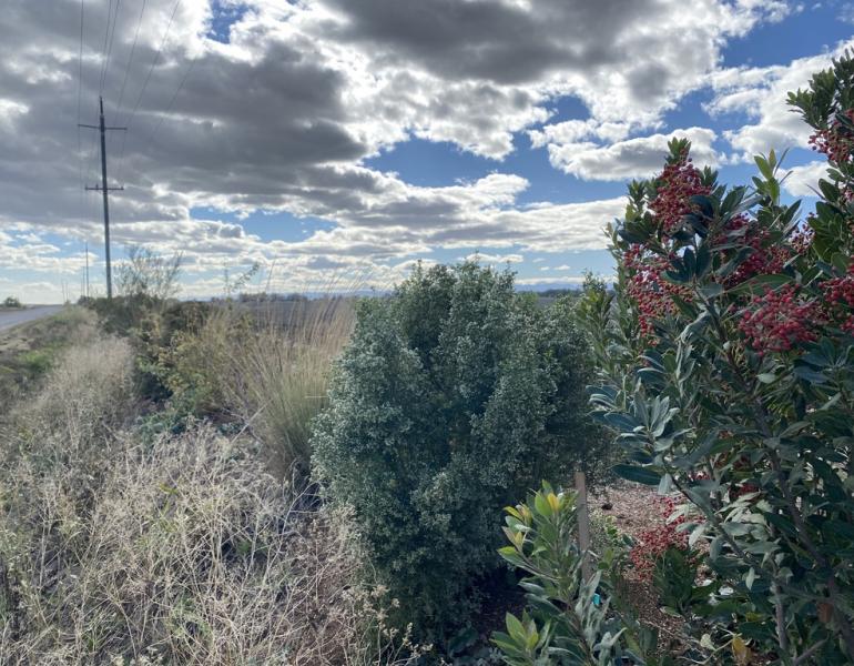 Year 3 hedgerow with fruiting Toyon (aka Christmas Holly) (Heteromeles arbutifolia) and flowering Coyote brush (Baccharis pilularis) in Colusa, CA, November 2021. Credit: Anna Murray/ Xerces Society